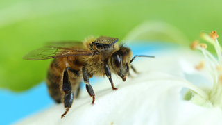 Australia Is Outfitting Thousands of Bees With Tiny Tracking Backpacks